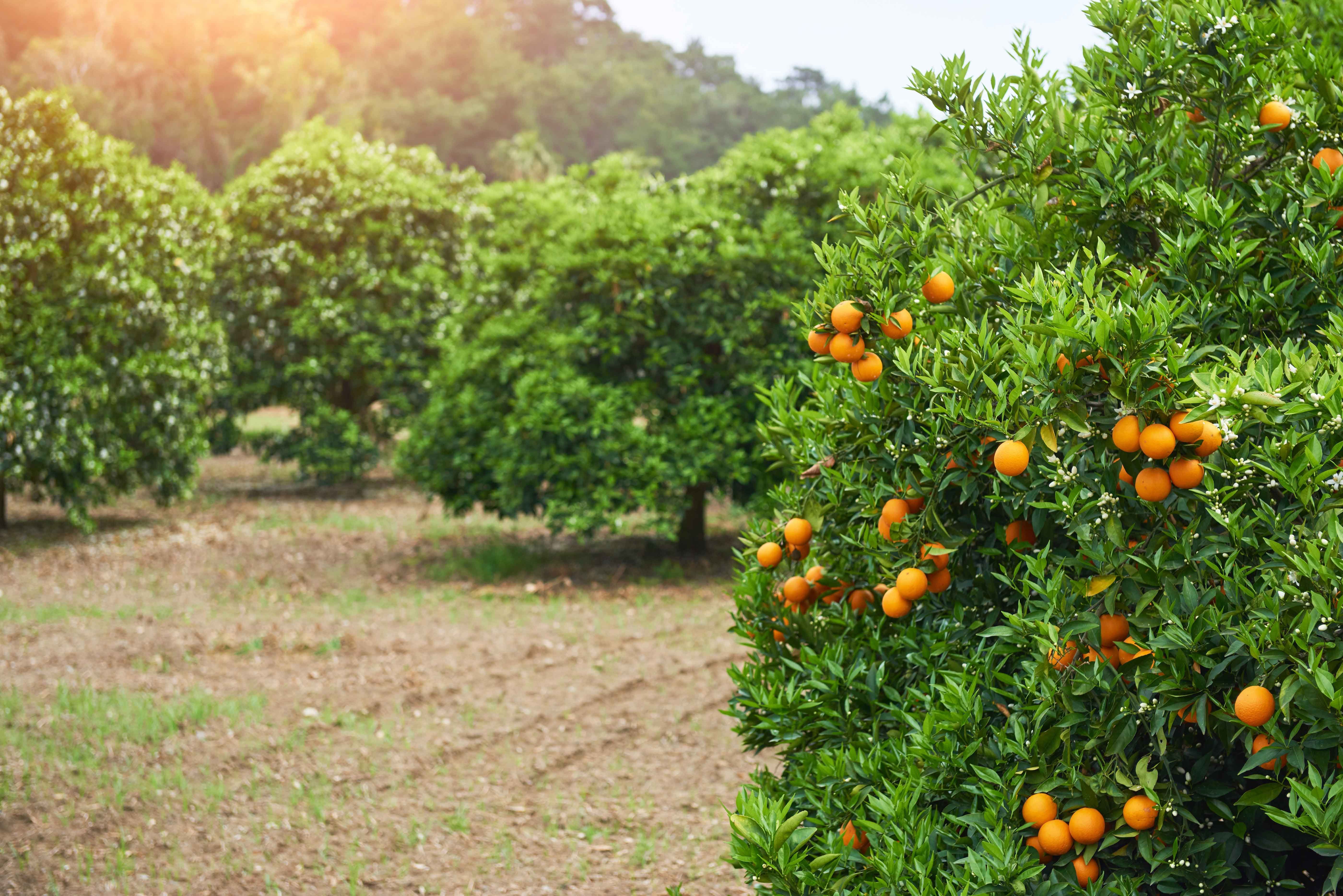 Borderlands: Winter freeze could devastate Texas citrus industry
